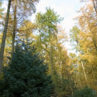 Hybrid Larch